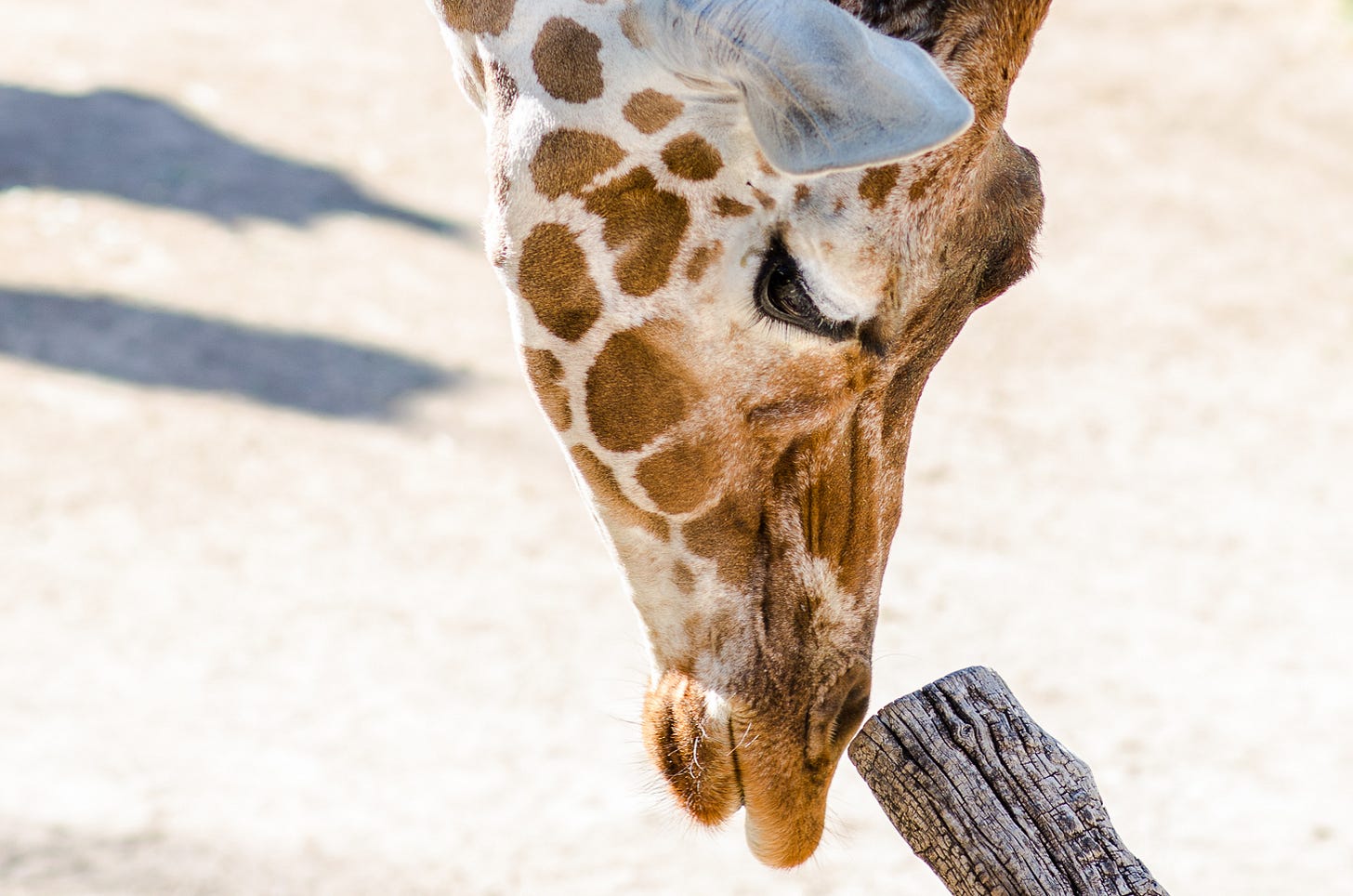 A close up of a giraffe touching a log
