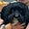 Guy the dog's avatar