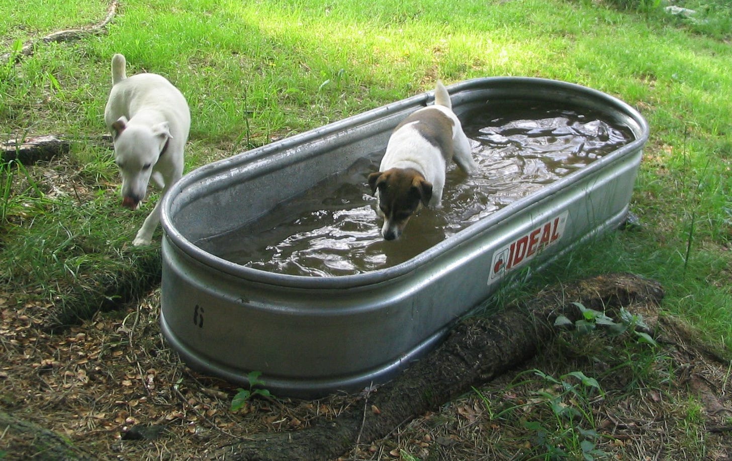 dogs at a steel bath in the backyard
