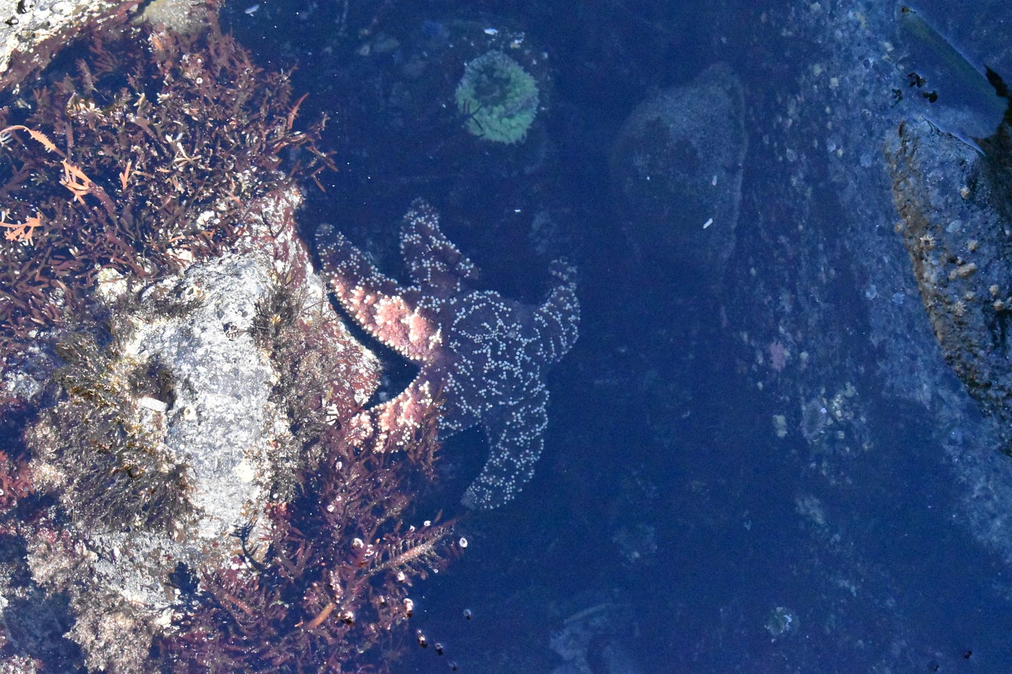 Can you high five a starfish without also slapping it in the face?