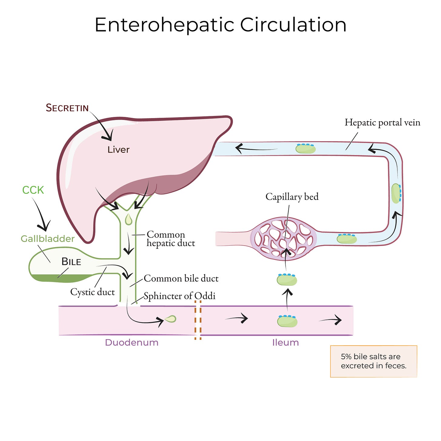 Enterohepatic Circulation - Physiology Flashcards | ditki medical and  biological sciences