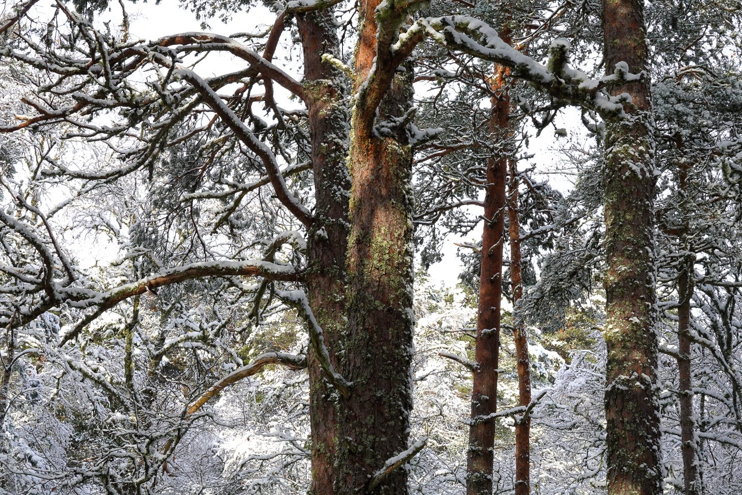 Lofty Scots pine trees, snow-laden with sunlight illuminating their reddish trunks Lofty Scots pine trees, snow-laden with sunlight illuminating their reddish trunks