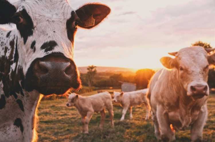 vaches vaches