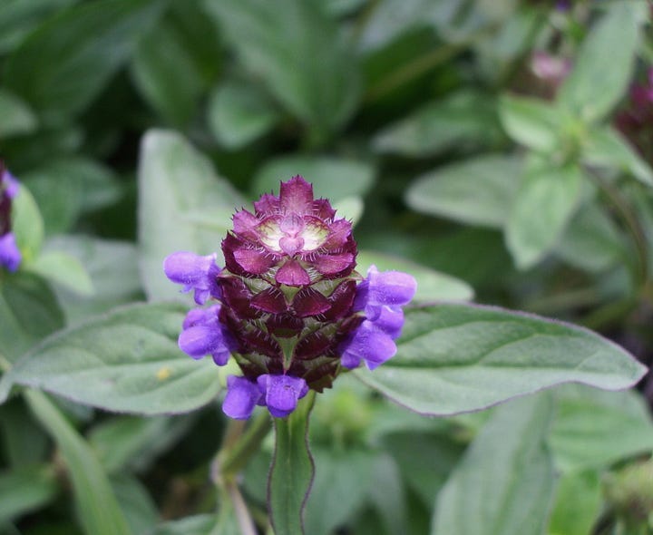 Purple self heal flower and a hand stirring a pestle in a mortar with plant material