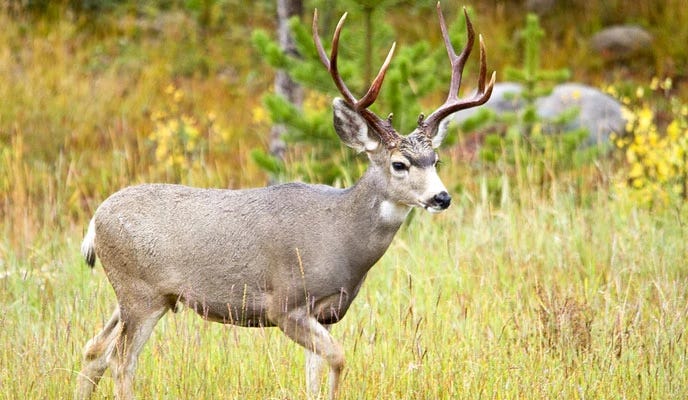 Mule Deer - Rocky Mountain National Park (U.S. National Park Service) Mule Deer - Rocky Mountain National Park (U.S. National Park Service)
