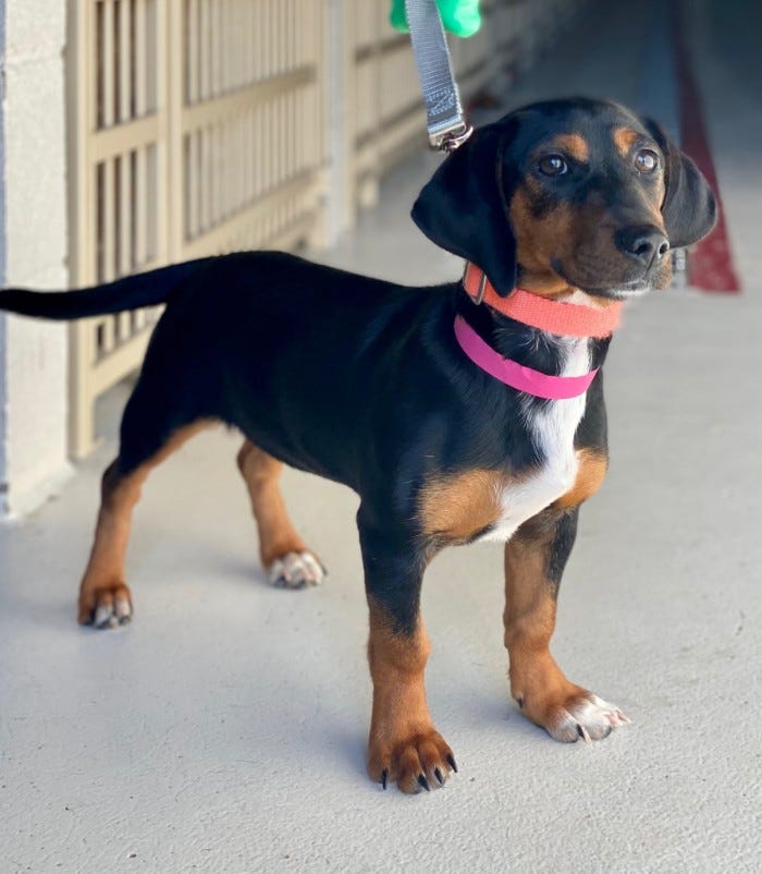 Black dog with tan and white legs