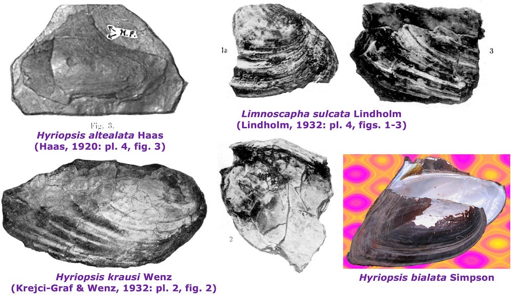 Fossil and Recent Hyriopsis and Limnoscapha shell photographs.