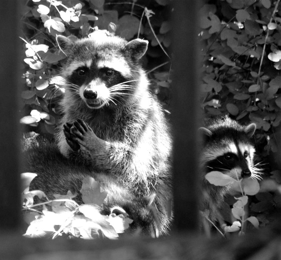 a couple of raccoons standing next to each other