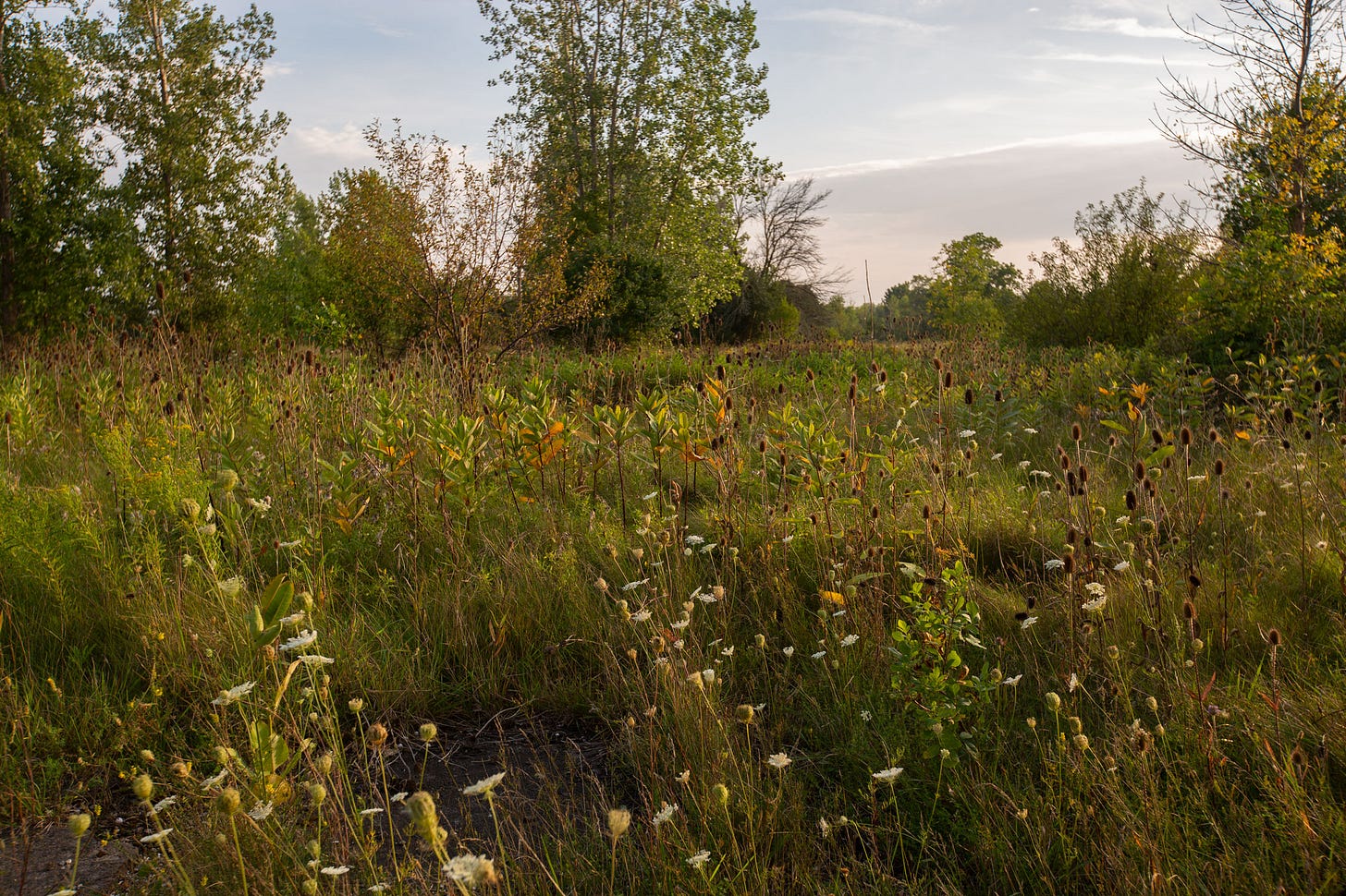 The Love Canal neighborhood as it looked in September 2023. Photo by Eric F. Coppolino / Chiron Return