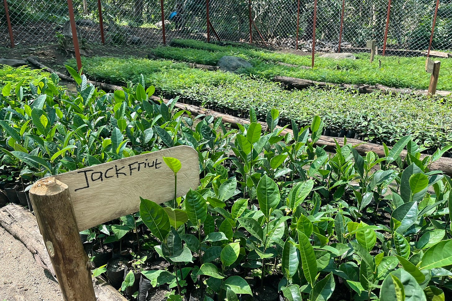 A local seedling nursery set up by community members to support livelihoods and reforestation in the Rwenzori Mountains landscape.