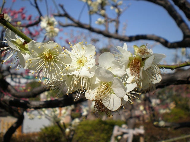 Plum Blossom at Ikegami Baien Plum Blossom at Ikegami Baien