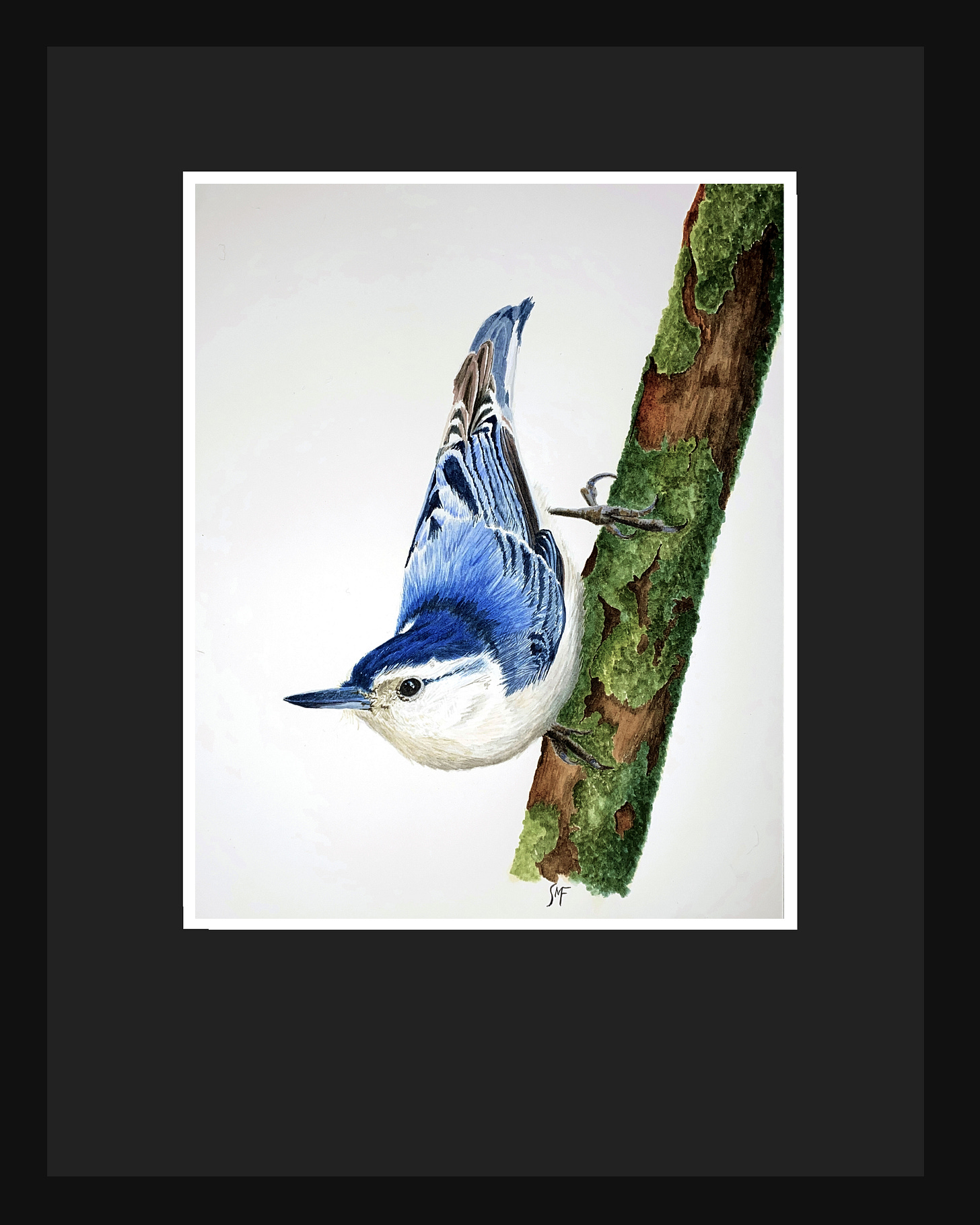 watercolor painting of white-breasted nuthatch watercolor painting of white-breasted nuthatch