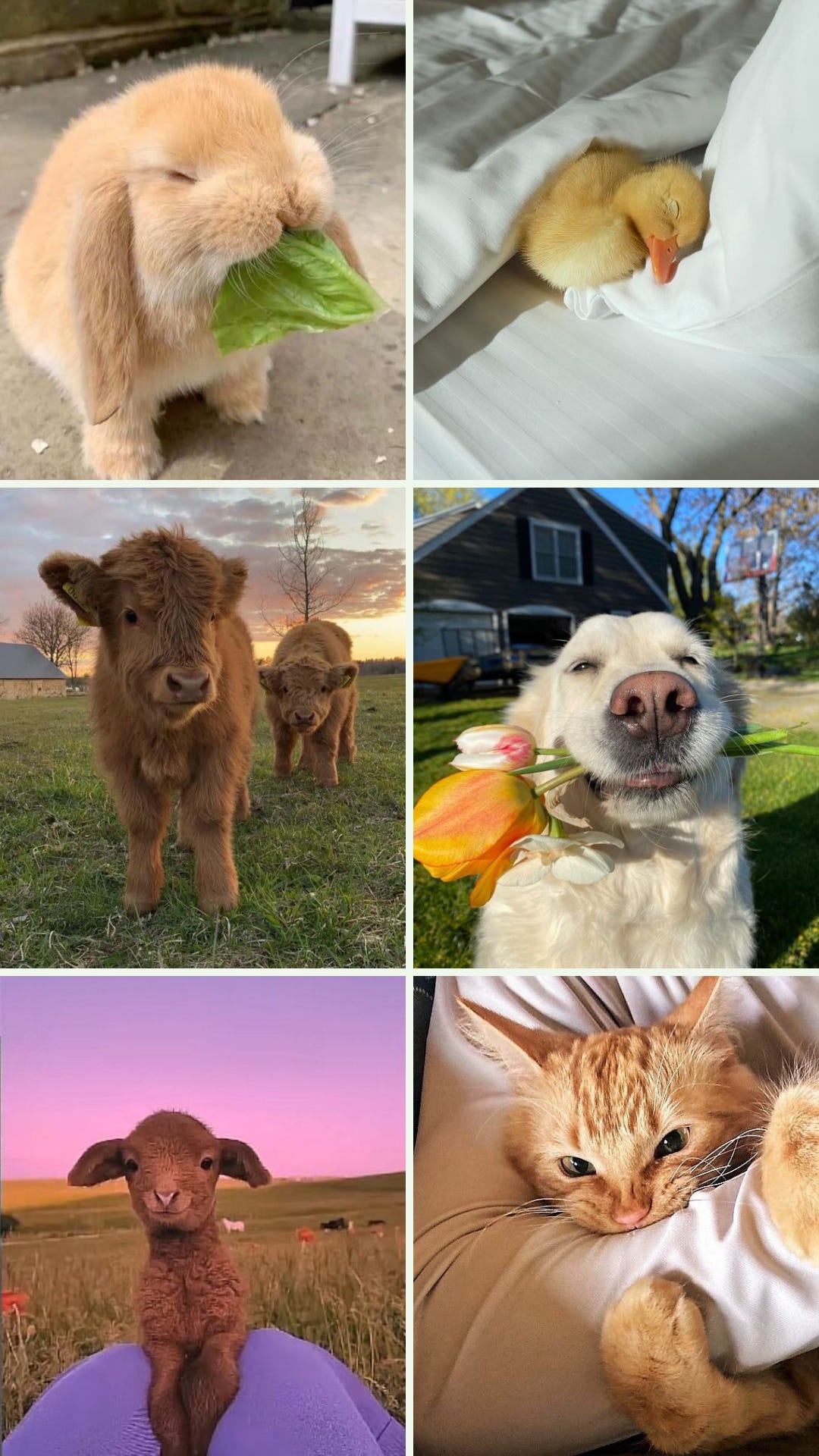 a photo collage of various cute animals