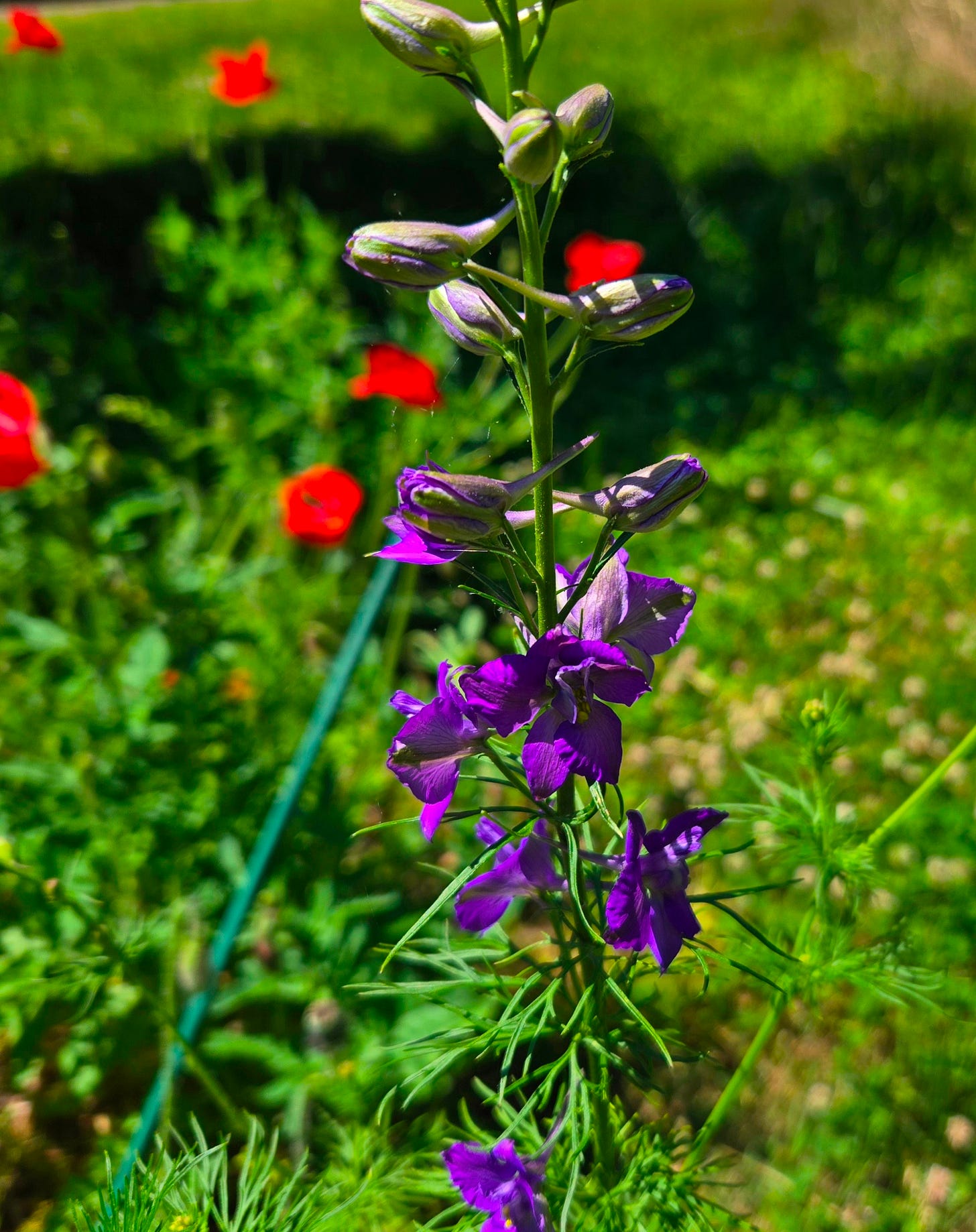 A closeup on purple larkspur with red poppies in the background. This is my wildflower patch. A closeup on purple larkspur with red poppies in the background. This is my wildflower patch.
