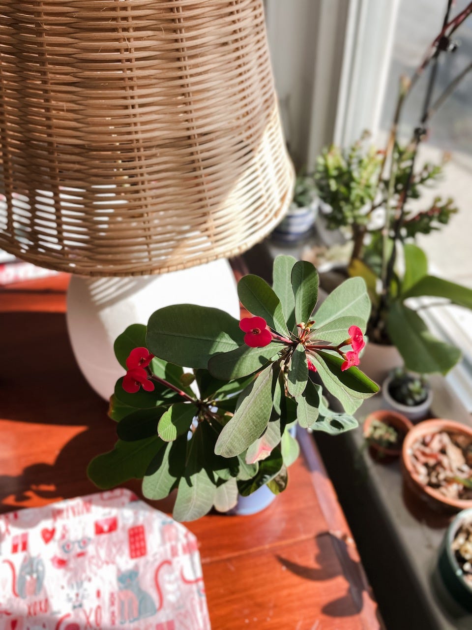 A plant blooming with little pink flowers sits on a kitchen table. There are other plants on a windowsill and a lamp on the table.