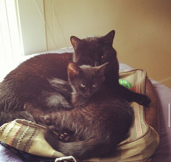 Ellum and silly in various pictures together looking out the window, snuggling in bed, on a bag, and in a shoebox together.