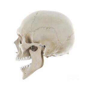 Skull With Open Jaw #6 Photograph by Science Photo Library - Fine Art  America