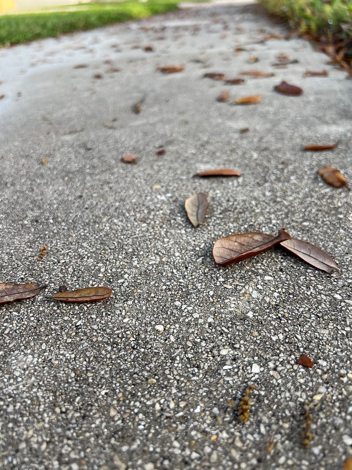 Oak leaves on sidewalk, New shoots from a palm tree, Tao lying on a pineapple picnic blanket with sunlight filtered on her face, Sky view from where Tao is lying