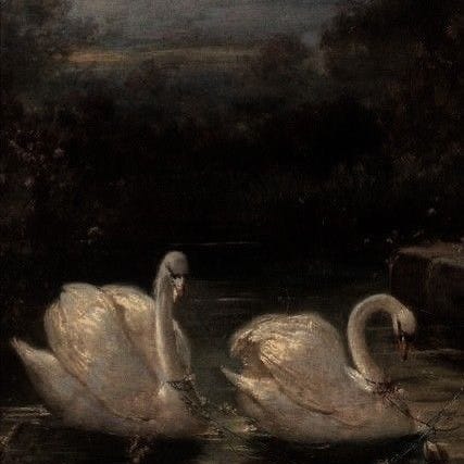 The Scents of Lily