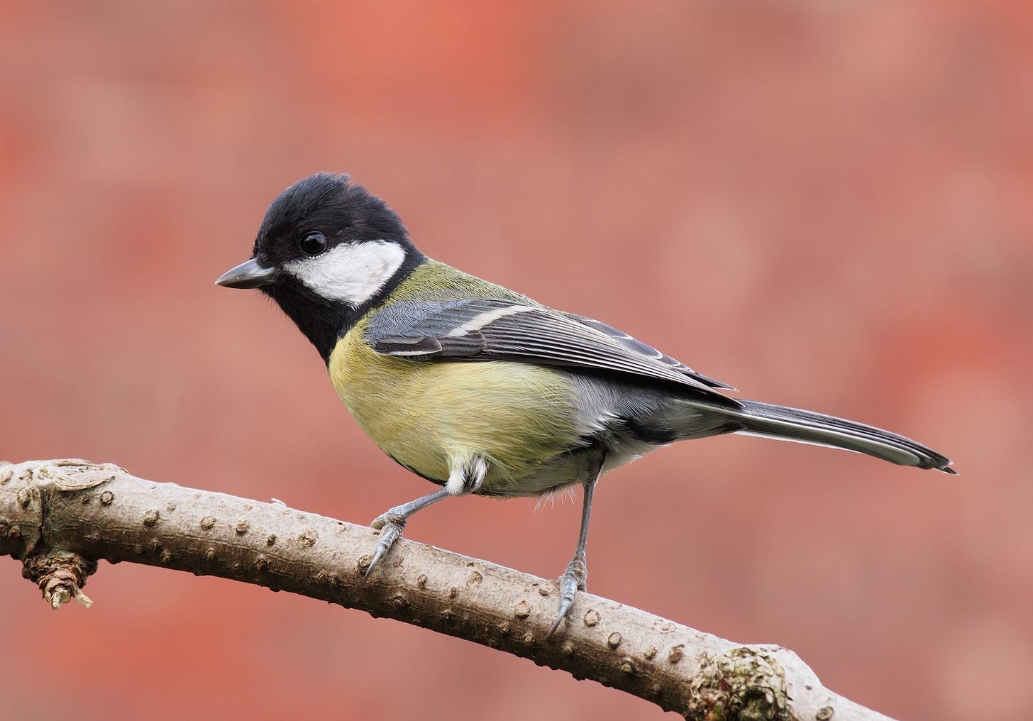 Great tit - Wikipedia Great tit - Wikipedia
