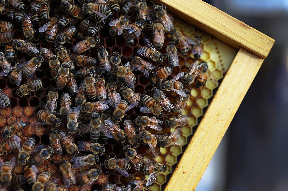 Honey bees gather in a hive