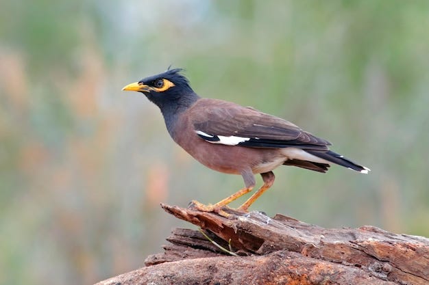 Premium Photo | Common myna acridotheres tristis beautiful birds of thailand