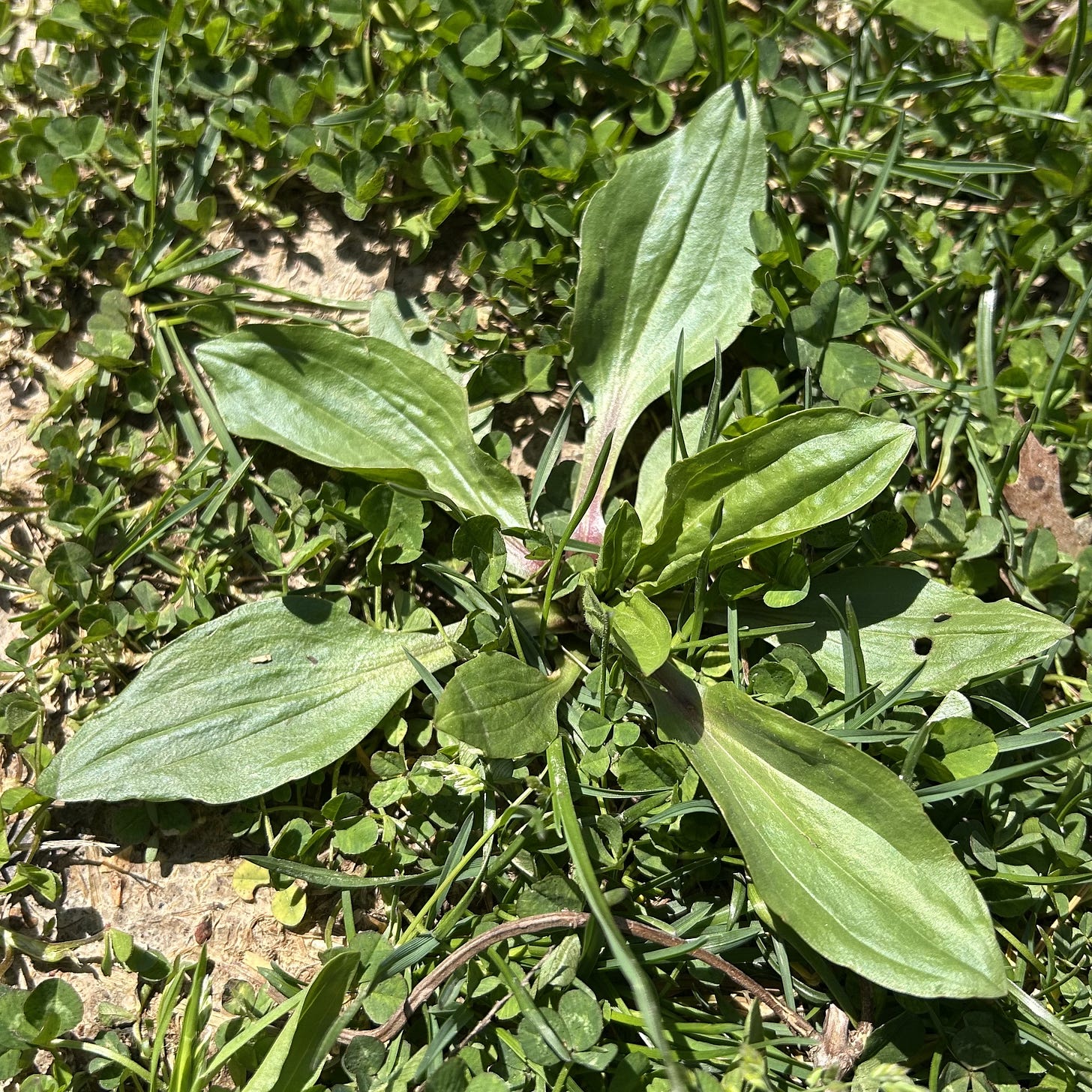 A small broadleaf plantain plant with five oblong leaves in a star-like shape.