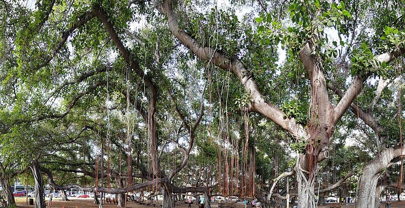 File:HI Maui Lahaina Banyan Tree Park3.jpg File:HI Maui Lahaina Banyan Tree Park3.jpg