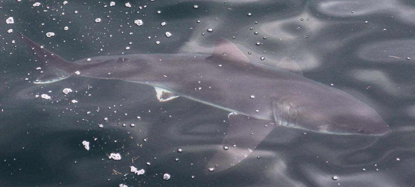 Crews and passengers on a 7 Seas Whale Watch cruise spotted two great white sharks swimming in the water 10 miles north of Gloucester on Wednesday, June 25, 2024. Crews and passengers on a 7 Seas Whale Watch cruise spotted two great white sharks swimming in the water 10 miles north of Gloucester on Wednesday, June 25, 2024.
