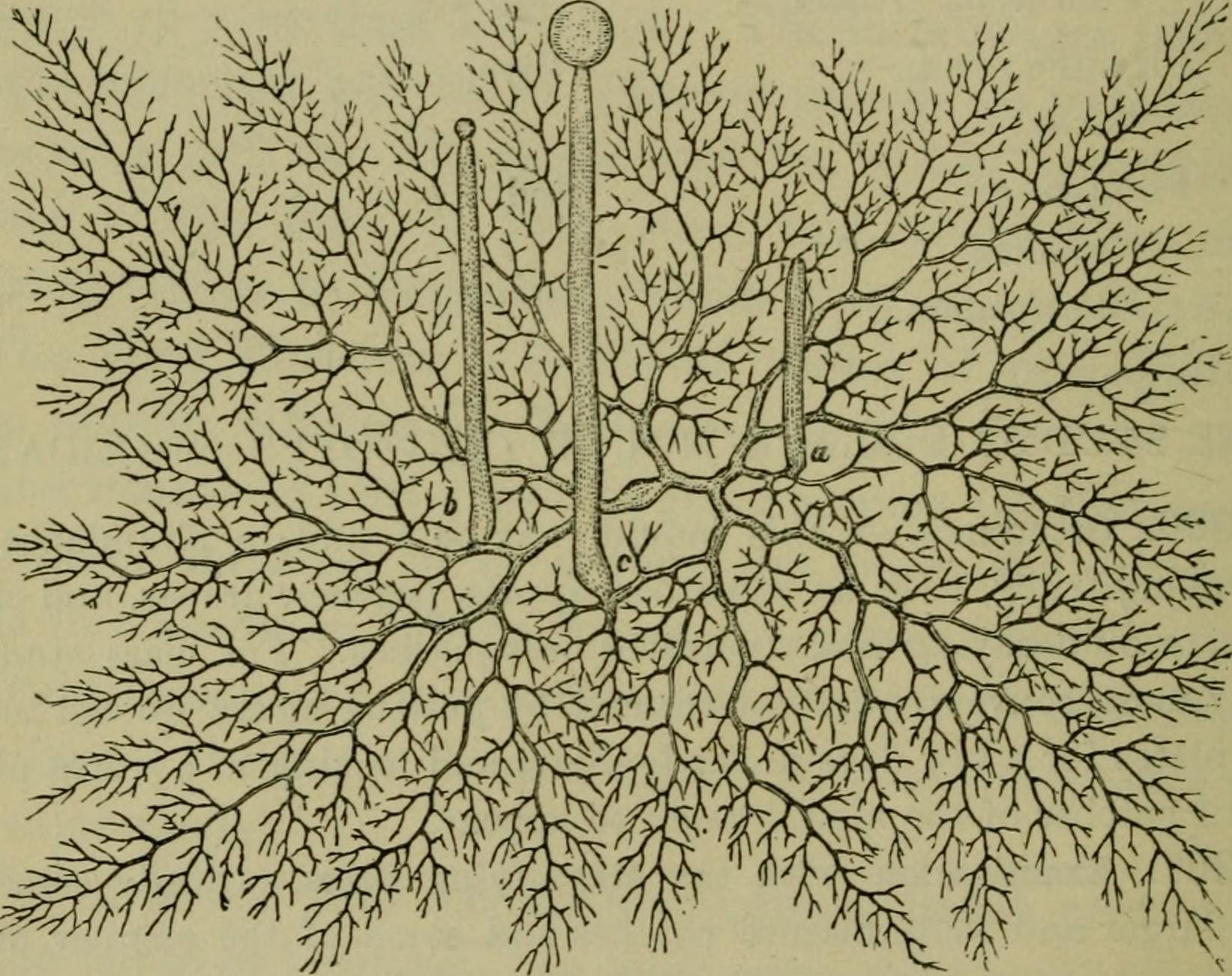 Digital slimemold