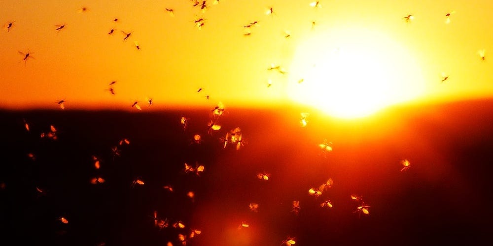 Mosquitoes Mosquitoes