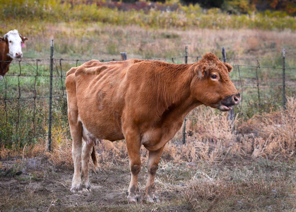 Why Don’t the British Like US Beef?