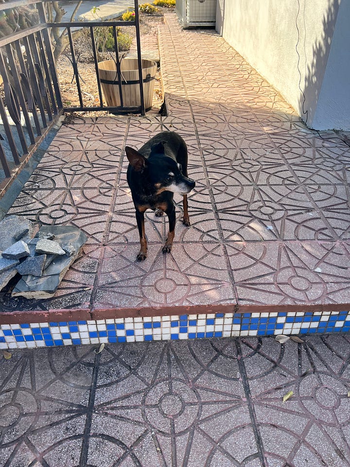 A Small Dog Named Paco