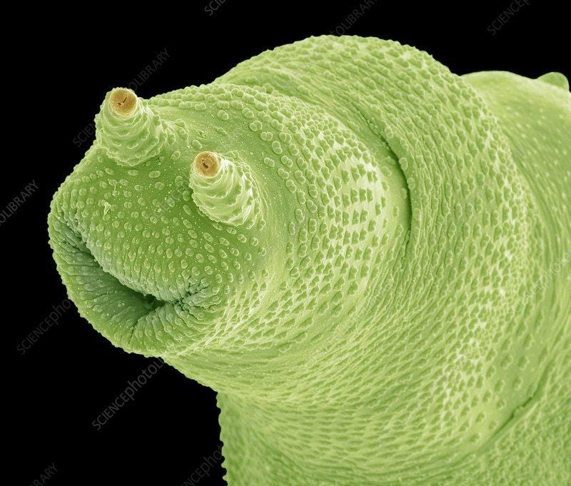 https://media.sciencephoto.com/c0/15/32/73/c0153273-800px-wm.jpg https://media.sciencephoto.com/c0/15/32/73/c0153273-800px-wm.jpg