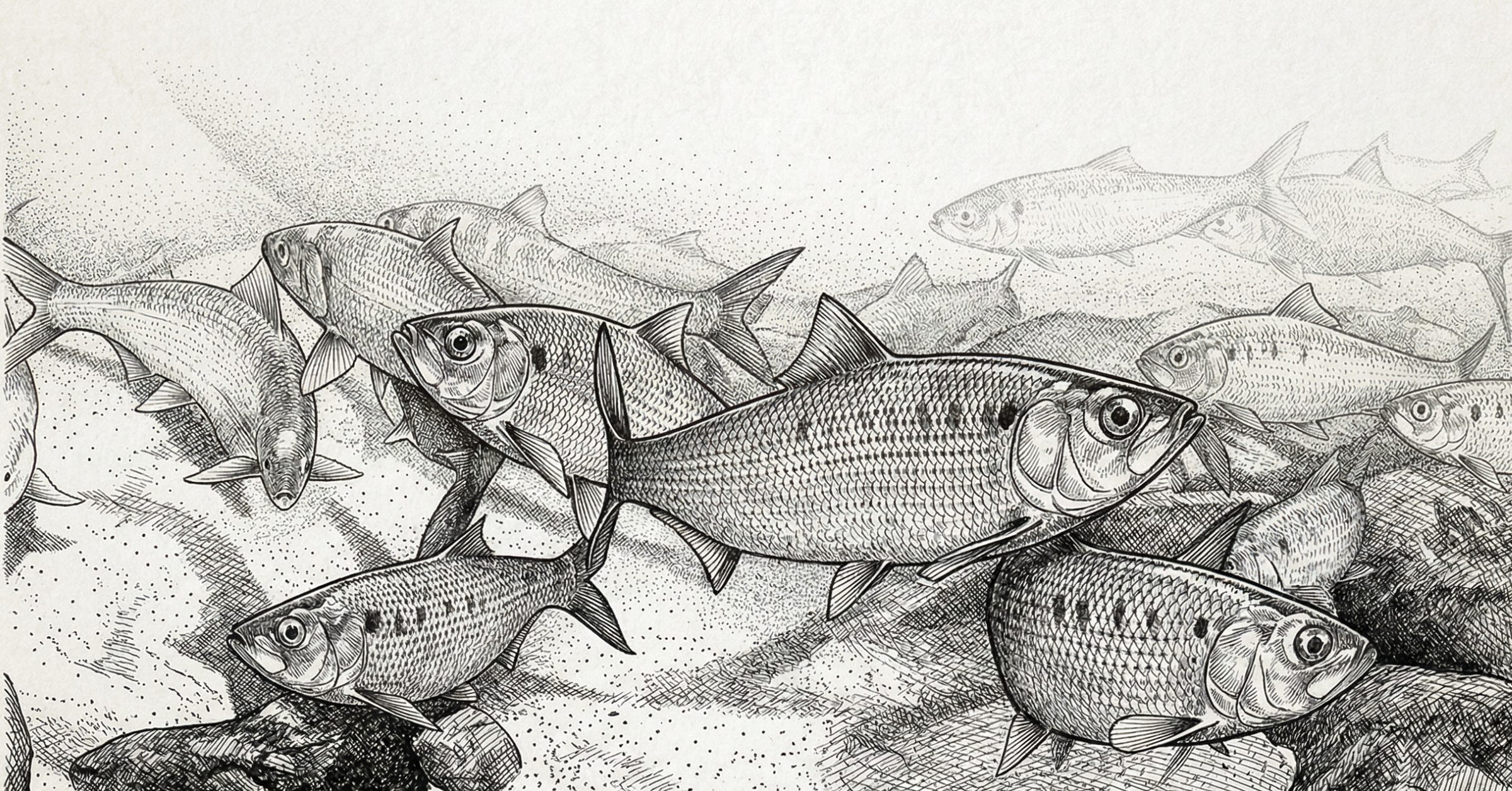Re-Release: The Fish That Fed Us - The Delaware Project