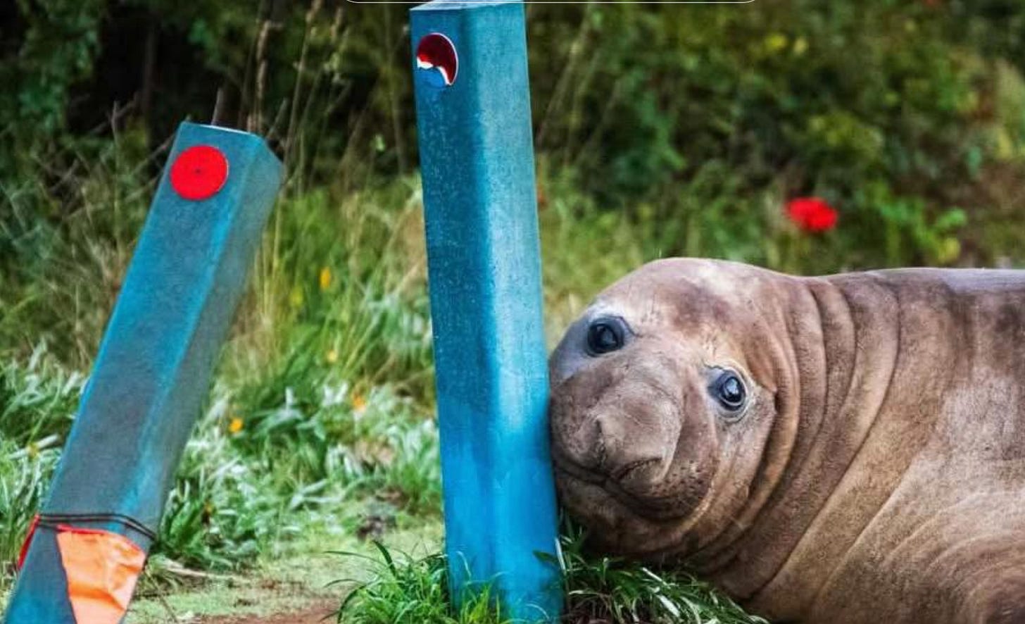 Neil the Seal butting his head up against a roadside barrier pole