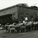 Logo for The Dark Room