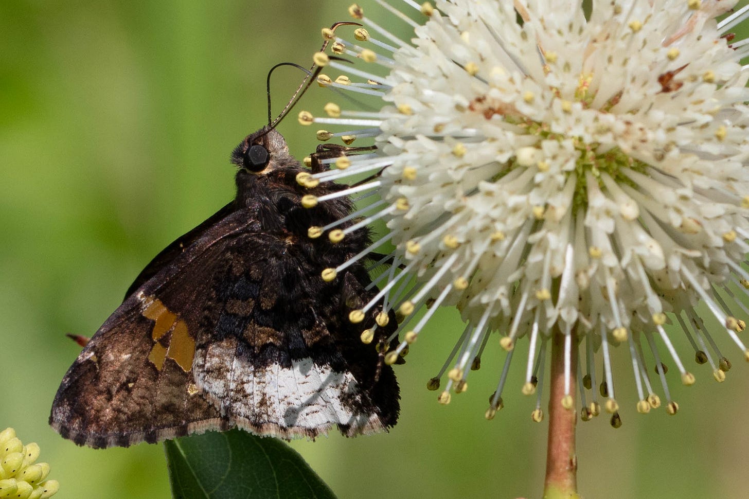 A dark brown butterfly with gold-orange and silver-white patches on the wings visiting a big white ball of flowers