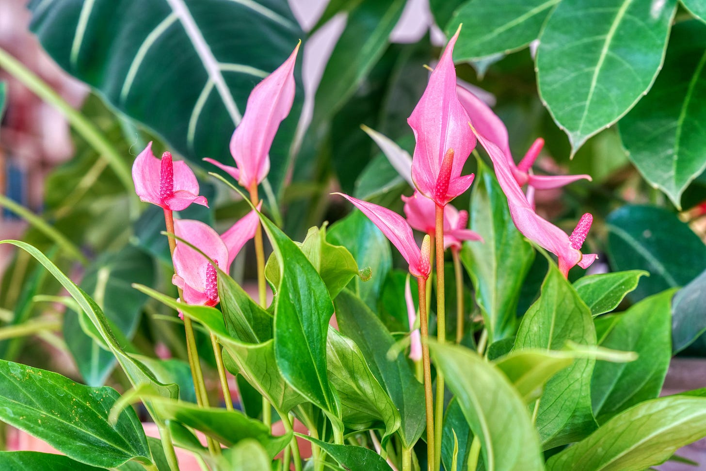 Cluster of pink anthurium (flamingo) flowers with elongated spadices rising above glossy green leaves.