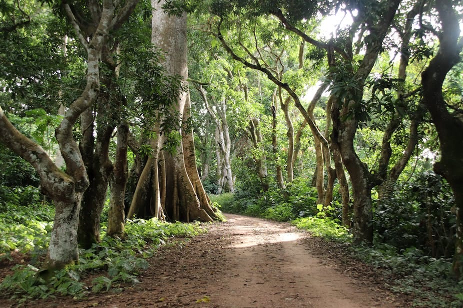 Sacred forests' in West Africa capture carbon and keep soil healthy