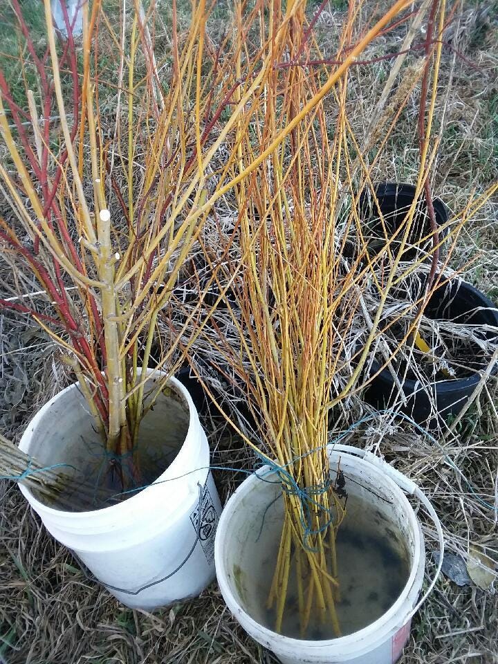 Lessons of the Willow - by Lame Cherry - Lame’s Substack