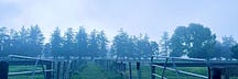 Willowlull_2607