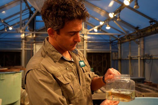The USGS partners with the U.S. Fish and Wildlife Service to run a fish laboratory where scientists run experiments to see how native and invasive fish interact. Here, biologist Drew Eppehimer transports two juvenile smallmouth bass to a new tank.
