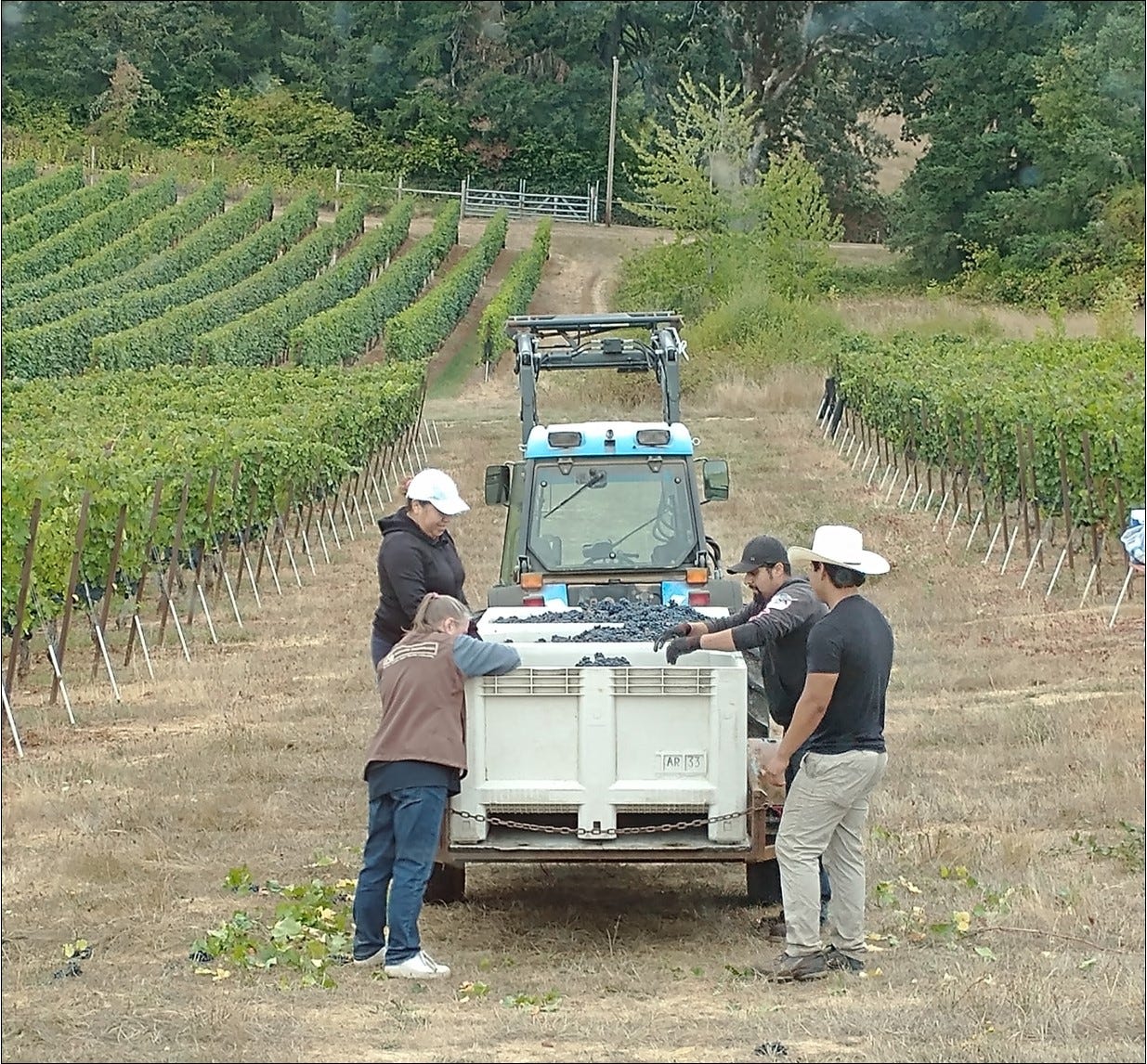 Sorting our fruit at the harvest bins.
