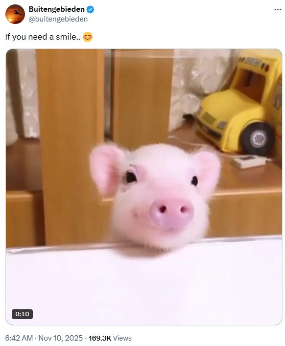 Porcine Cuteness on Steroids (11/10/25, video 14 sec)