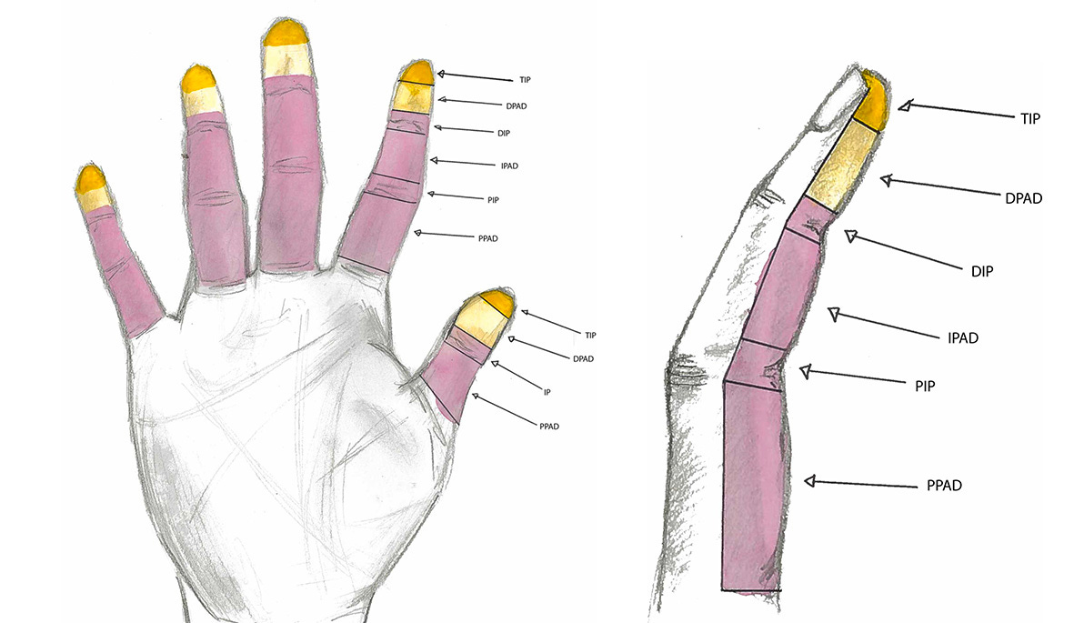 Why Sense of Touch Varies Among Individuals | News | New York Tech Why Sense of Touch Varies Among Individuals | News | New York Tech