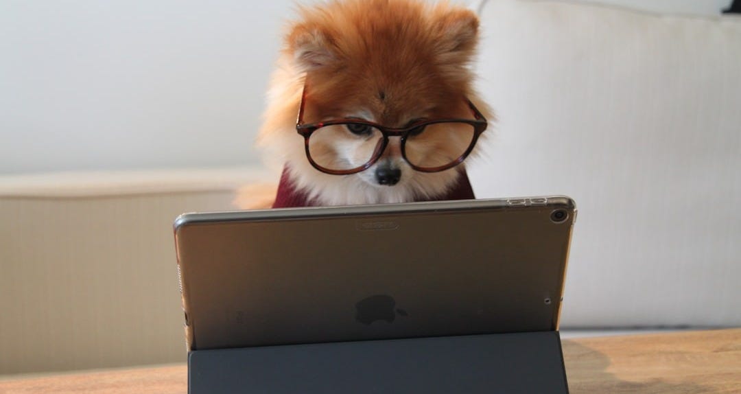 brown and white long coated small dog wearing eyeglasses on black laptop computer