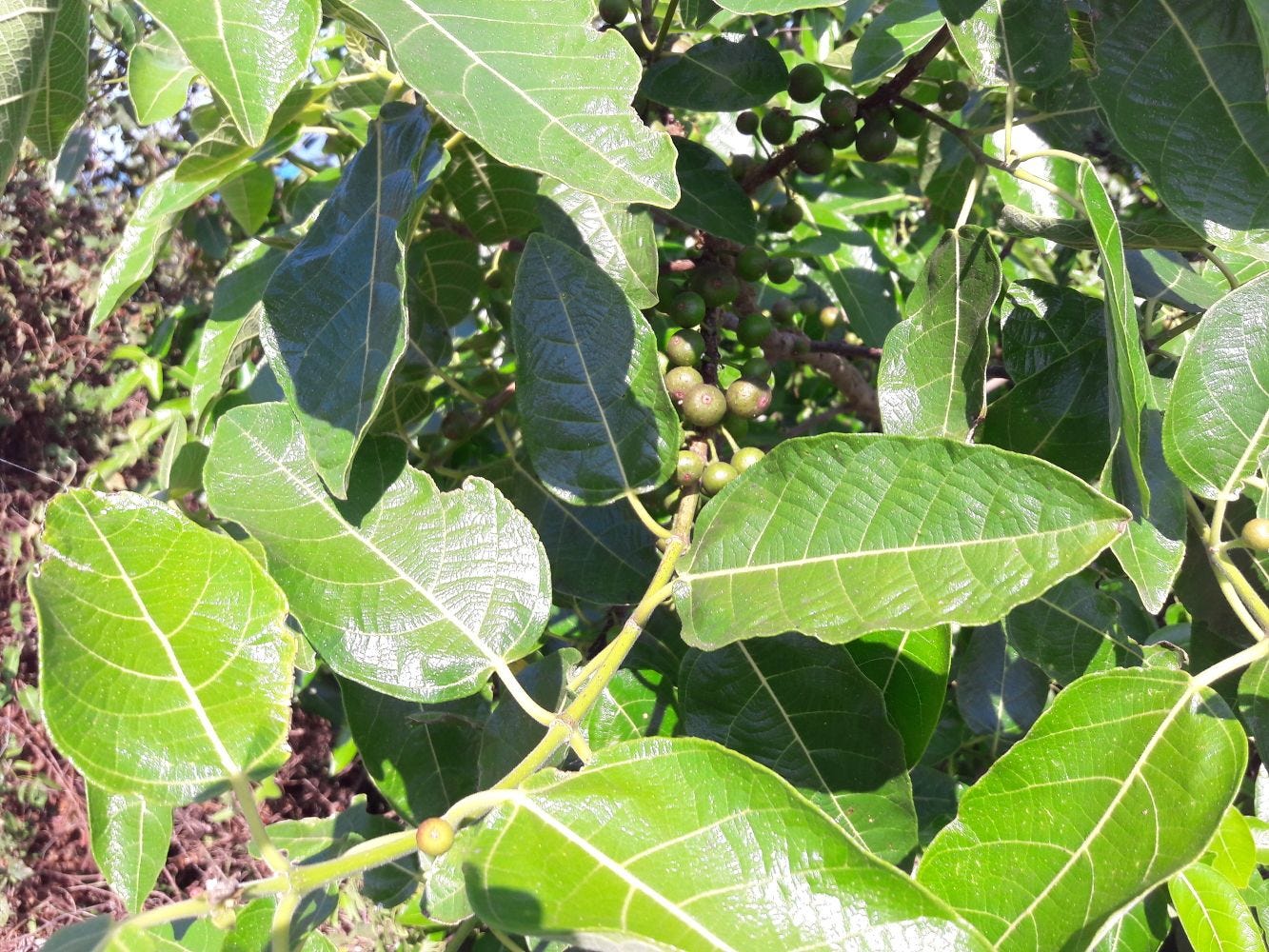 Ficus opposita [Foliage - Flagstaff Hill Lookout, Bowen, 2022] sml.jpg