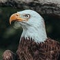 PatriotNewsToday's avatar