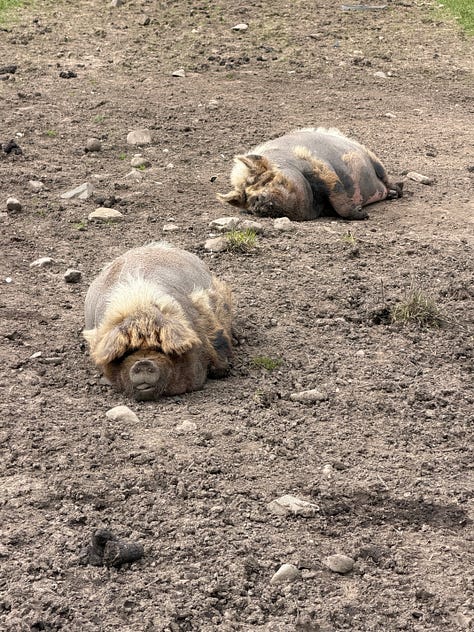 Three photographs of woolly pigs in a muddy enclosure in Wales: two resting on the ground, one standing beside a feeding trough, and a close-up of one facing the camera.